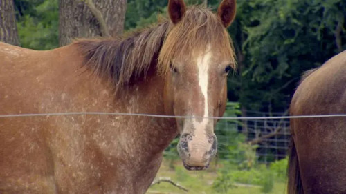 Homestead Rescue Season 9 Episode 5 - All the Pretty Horses