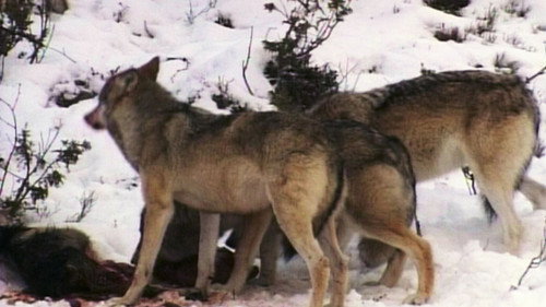 Animal Fight Night Season 3 Episode 4 - Dangerous Encounters
