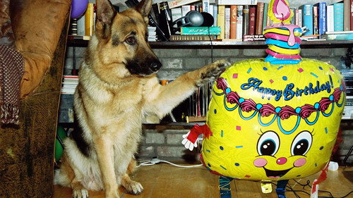 Inspector Rex Season 8 Episode 10 - Happy Birthday