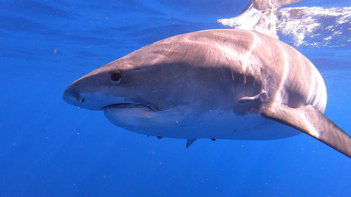 Nature Season 39 Episode 12 - Sharks of Hawaii