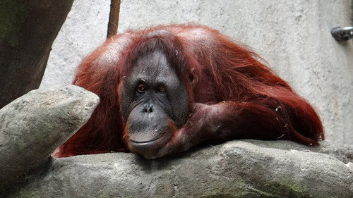 Nature Season 16 Episode 5 - Orangutans: Just Hangin' On