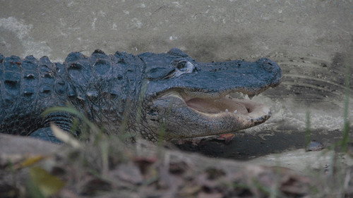 Secrets of the Zoo Season 2 Episode 5 - Later, Gator