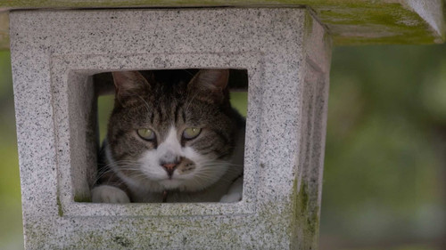 A Cat's-Eye View of Japan Season 3 Episode 15 - Fukui: Tojinbo Cliffs and Lacquerware
