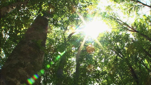 Wild Hokkaido! Season 2 Episode 12 - The Beech Forest of Oshima Peninsula