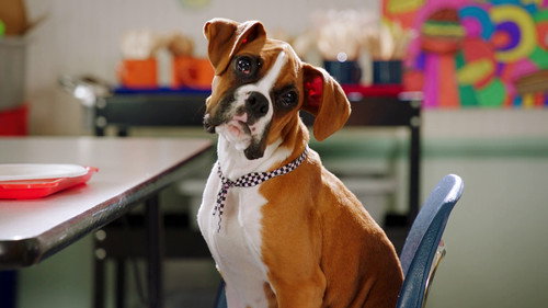 Pup Academy Season 1 Episode 14 - Spark Wants Back