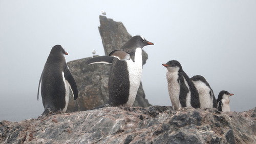 Foreign Correspondent Season 24 Episode 4 - Antarctica - Southern Exposure
