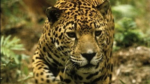 Nature Season 14 Episode 1 - Jaguar: Year of the Cat