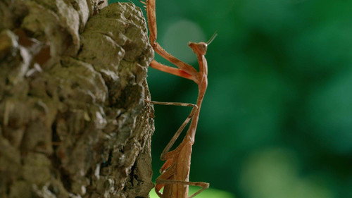 Mamas Season 1 Episode 5 - Praying Mantis