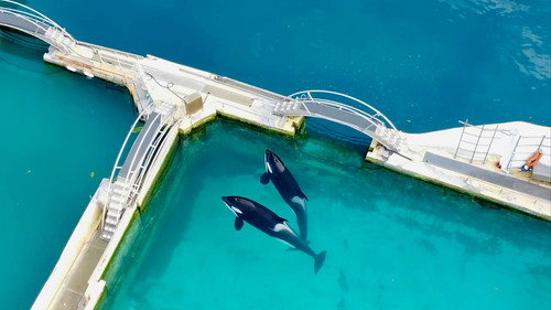 Orca Shows at an End? still