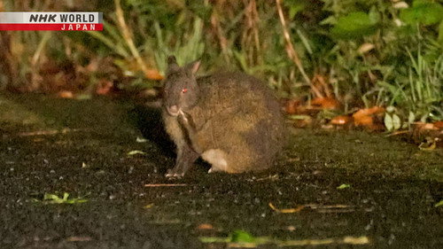 Journeys in Japan Season 14 Episode 17 - The Wild Life in One-of-a-Kind Amami
