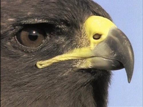 The Life of Birds Season 1 Episode 4 - Meat-Eaters