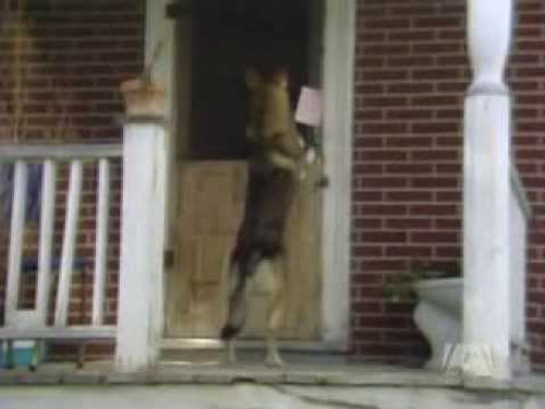The Littlest Hobo Season 3 Episode 13 - Mail Order Bride