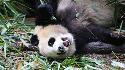 Know My Name, Giant Panda still