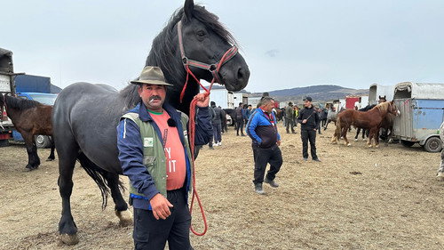 Romania's Controversial Horse Markets still