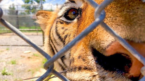 Natural World Season 39 Episode 6 - Tigers: Hunting the Traffickers