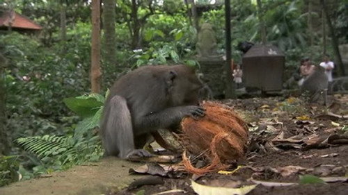 The Amazing Race Season 22 Episode 4 - I Love Monkeys!