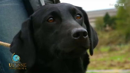 Ulisse - The Pleasure of Discovery Season 15 Episode 14 - Journey into the Minds of Animals (Second Version)
