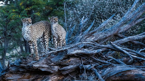Cheetah Family & Me Season 1 Episode 2 - Episode 2