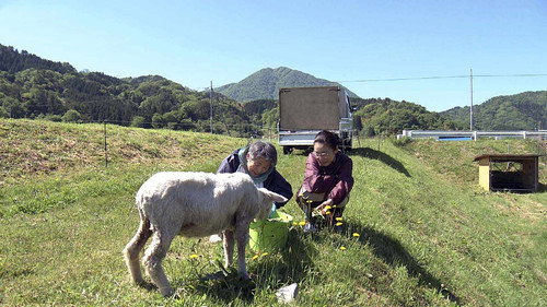 Hometown Stories Season 13 Episode 25 - A Country Town's Woolly Heroes