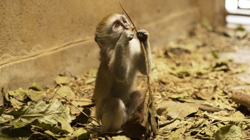 Malawi Wildlife Rescue Season 1 Episode 2 - Monkey Madness