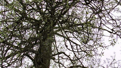 Northern Exposure Season 4 Episode 25 - Old Tree