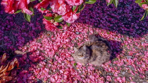 A Cat's-Eye View of Japan Season 3 Episode 3 - Tokushima: A Breath of Ocean Air