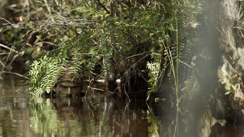 Apex Predator Season 1 Episode 1 - The Power of Patience: Aligator