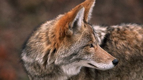 Natural World Season 19 Episode 15 - Coyote: the Ultimate Survivor?