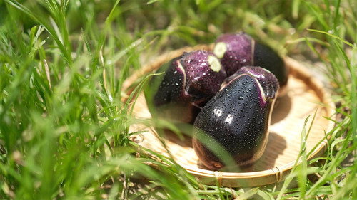 Trails to Oishii Tokyo Season 7 Episode 14 - Eggplants