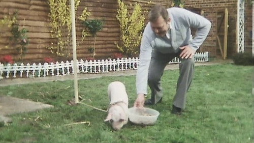 Terry and June Season 7 Episode 2 - One Little Pig