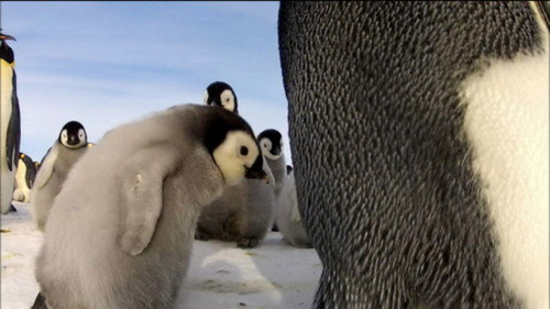 Nature Season 33 Episode 1 - Penguins: Spy in the Huddle: The Journey