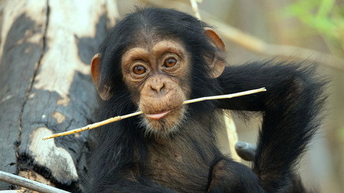 The Secret Lives of Animals Season 1 Episode 2 - Raising a Family
