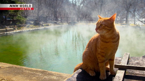 A Cat's-Eye View of Japan Season 1 Episode 23 - Tochigi: Kitty Guides