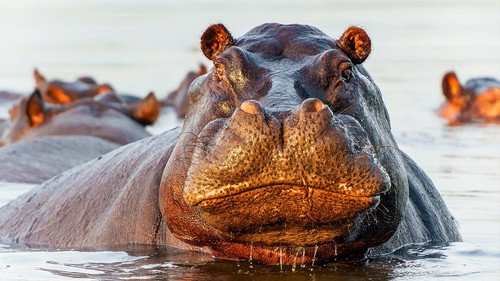 Deadly 60 Season 5 Episode 3 - Very Hungry Hippos