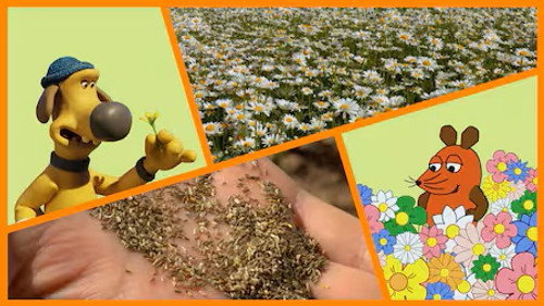 Die Sendung mit der Maus Season 55 Episode 23 - Episode 23