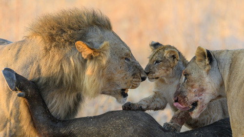 Lion Kingdom Season 1 Episode 1 - Pride and Punishment