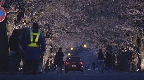 Document 72 Hours Season 8 Episode 14 - Yoru no Mori: Sakura Tunnel