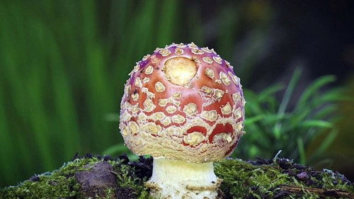 Do Fungi Rule Us? still