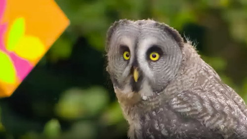 Show Me Show Me Season 5 Episode 12 - Owls and Lamp Posts