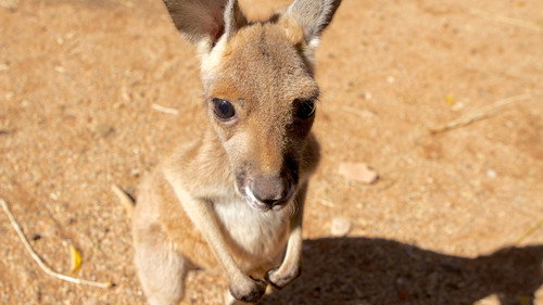 Natural World Season 36 Episode 3 - Kangaroo Dundee and Other Animals (1)