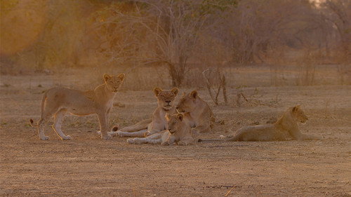 Africa's Hunters Season 2 Episode 6 - Heir To The Clan
