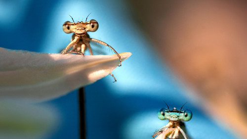 A Real Bug's Life Season 2 Episode 3 - Once a Pond a Time