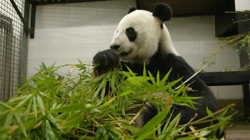Gardening Australia Season 32 Episode 25 - Episode 25 Bamboo for Pandas, Growing Tea & Wicking Beds