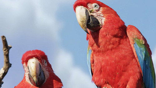Brazil Untamed Season 1 Episode 2 - Bird Paradise