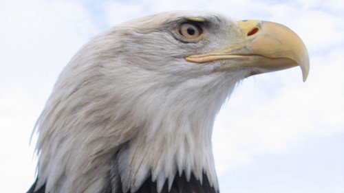 Nature Season 27 Episode 3 - American Eagle