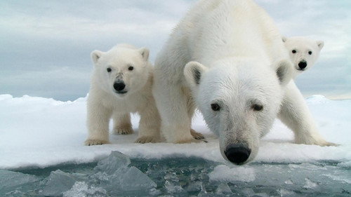 Nature Season 37 Episode 6 - Snow Bears