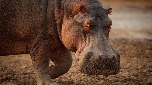 Nature Season 40 Episode 11 - Hippo King
