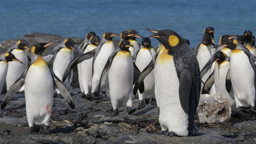 Nature Season 38 Episode 18 - Spy in The Wild 2: The Poles