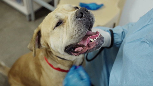 SPCA Rescue Season 1 Episode 6 - Episode 6