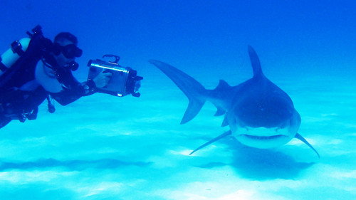 Deadly 60 Season 1 Episode 17 - Bahamas - Shark Special